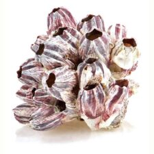 aquarium deko muschel barnacle barnacle 15cm