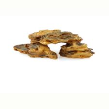 aquarium drachensteine kaufen schweiz